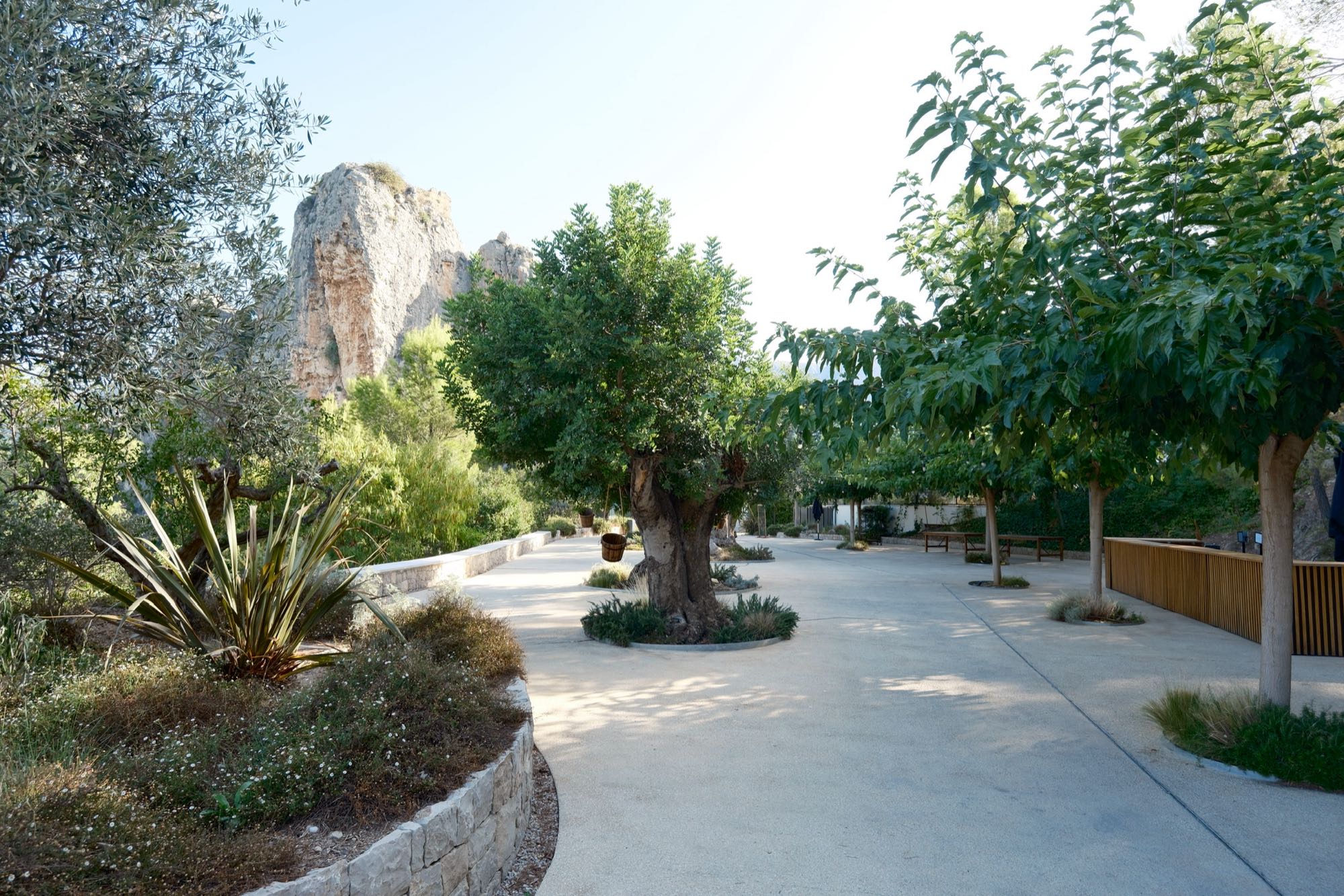 Olivenhain in Guadalest
